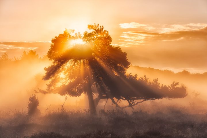 Een oude dennenboom in een heideveld bij Oudemolen in Drenthe tijdens een prachtige zonsopkomst