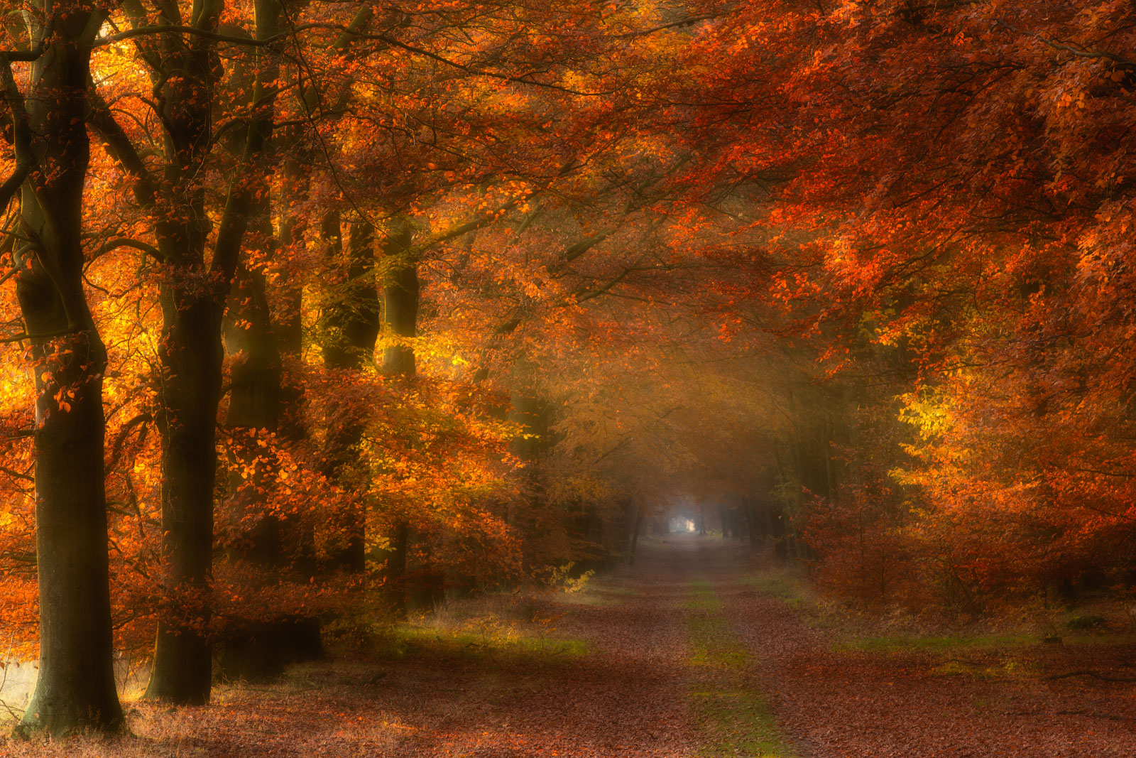 Herfst in het bos bij Gasselte met warm licht dat door de beukenlaan valt en voor mooie herfstkleuren zorgt