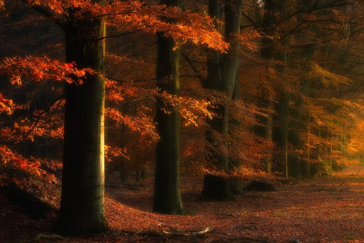 Herfst in de bossen bij Gasselte met mooi licht dat door de beuken valt