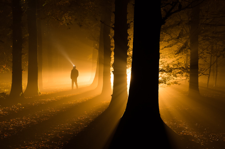 Into Darkness - Woods near Roden, The Netherlands