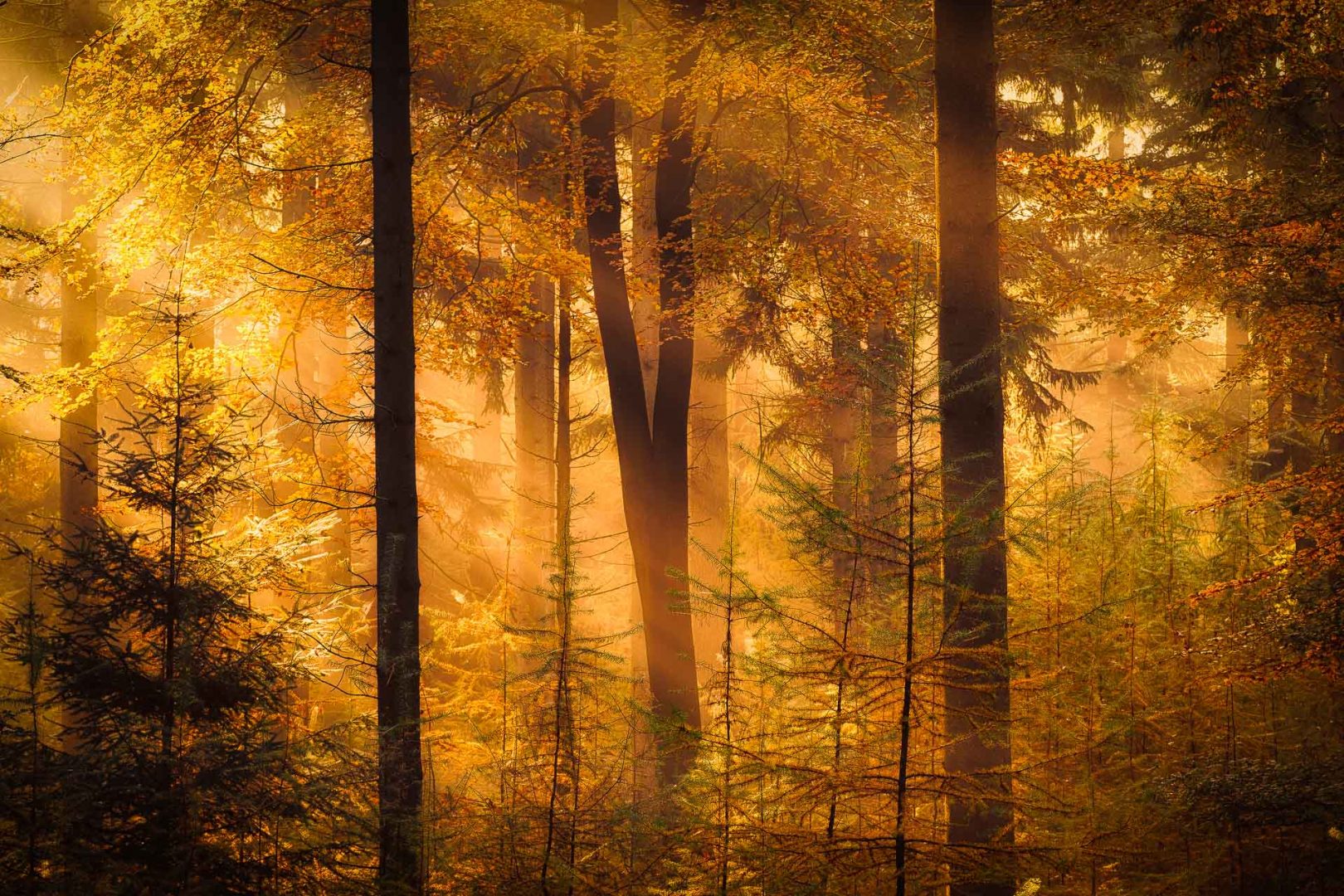 Drenthe in de Herfst - Herfstfoto van de bossen bij Gasteren in Drenthe met prachtig licht