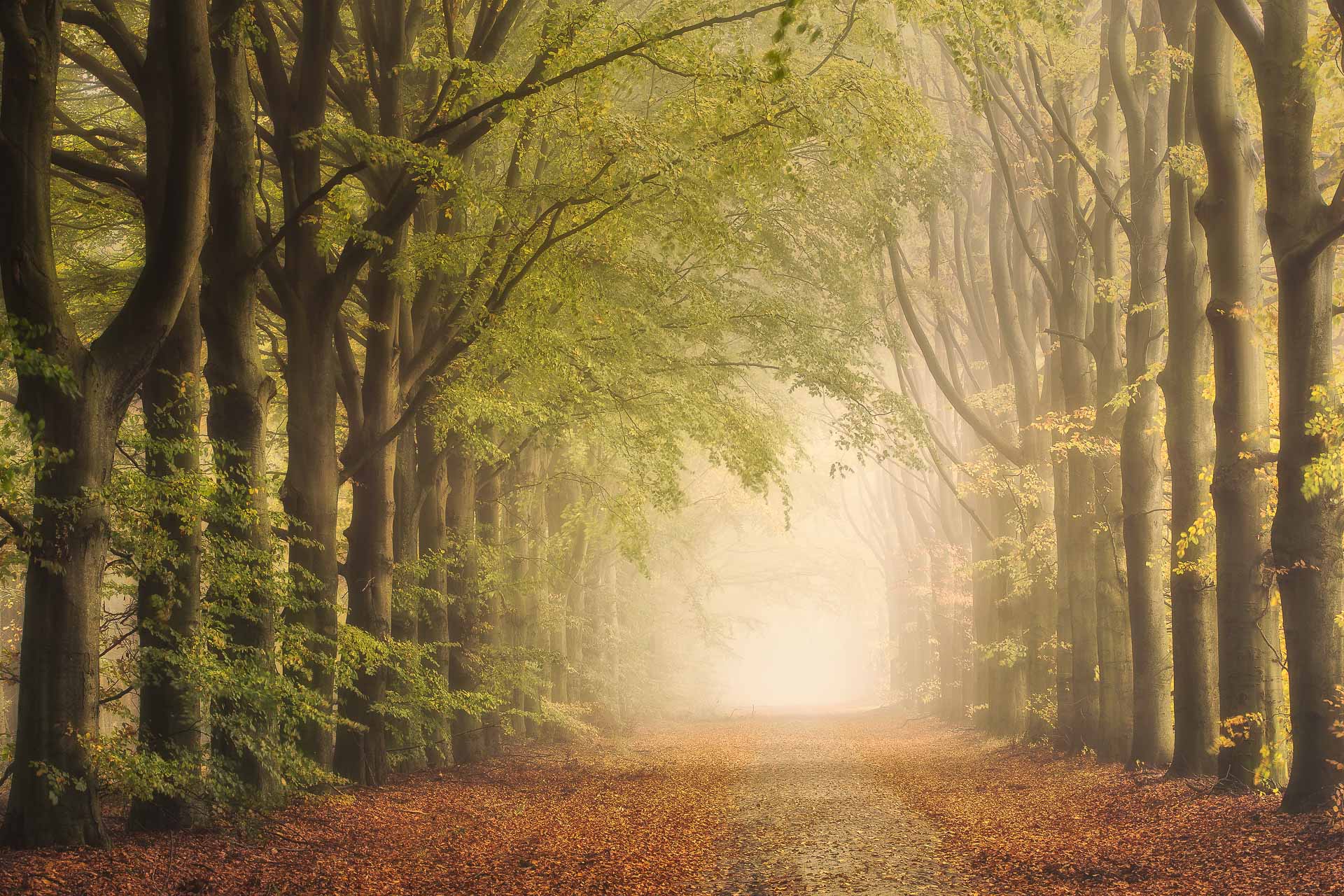 Herfst in Drenthe met een mooie beukenlaan in de mist