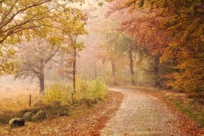 Herfst in Drenthe met mooie herfstkleuren aan de bomen