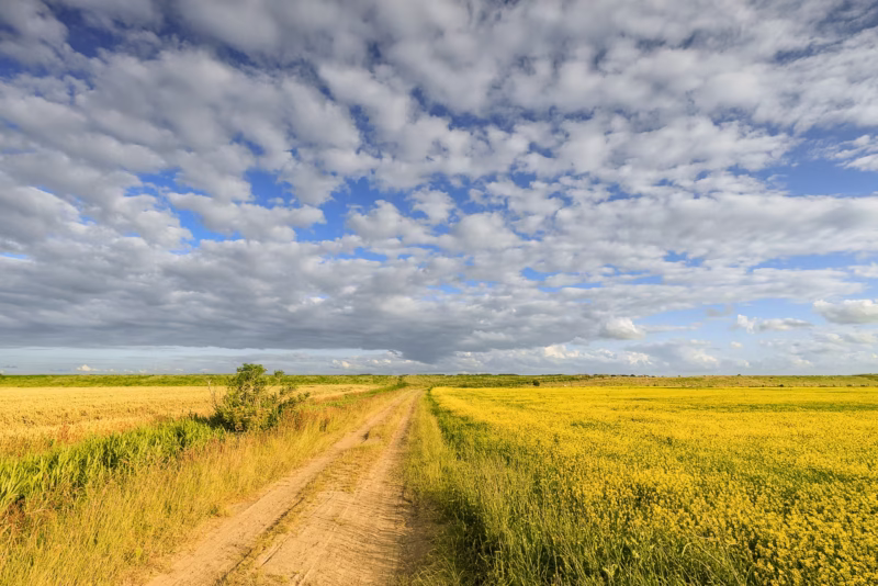Koolzaadveld met een oude landweg in Groningen in de lente met een mooie Hollandse lucht