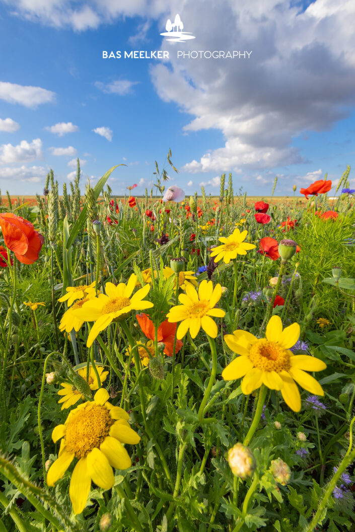 Een veld met wilde bloemen in een polder in noord Groningen op een mooie zomeravond. Typische Hollandse wolkenluchten trekken voorbij. Ver op de achtergrond ligt de dijk van de Waddenzee. Het is een warme zomeravond en de bijen zoemen in de lucht. Een kleurrijk natuurlandschap waar je vrolijk van wordt.