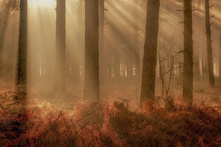 Zonneharpen tijdens zonsopkomst op een prachtige winterochtend op de Woensdrechtsche Heide in Noord-Brabant.
