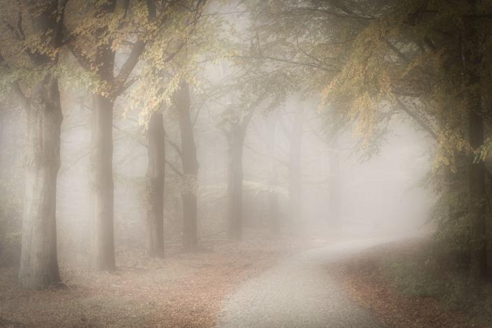 Autumn fog on a beautiful november morning near Gasselte, The Nteherlands