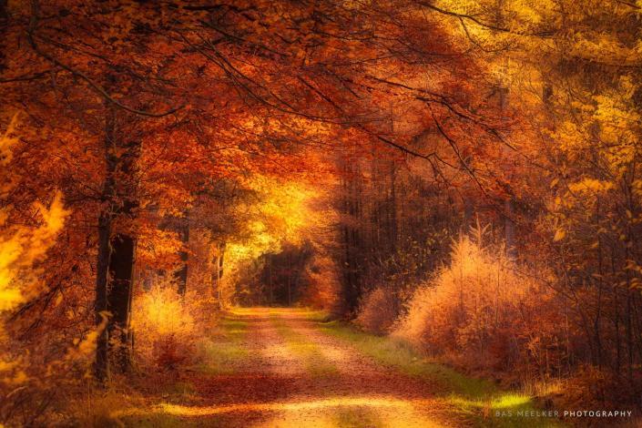 Gouden herfstlicht schijnt door de bomen in de bossen rond Gasselte - Bas Meelker landschapsfotografie