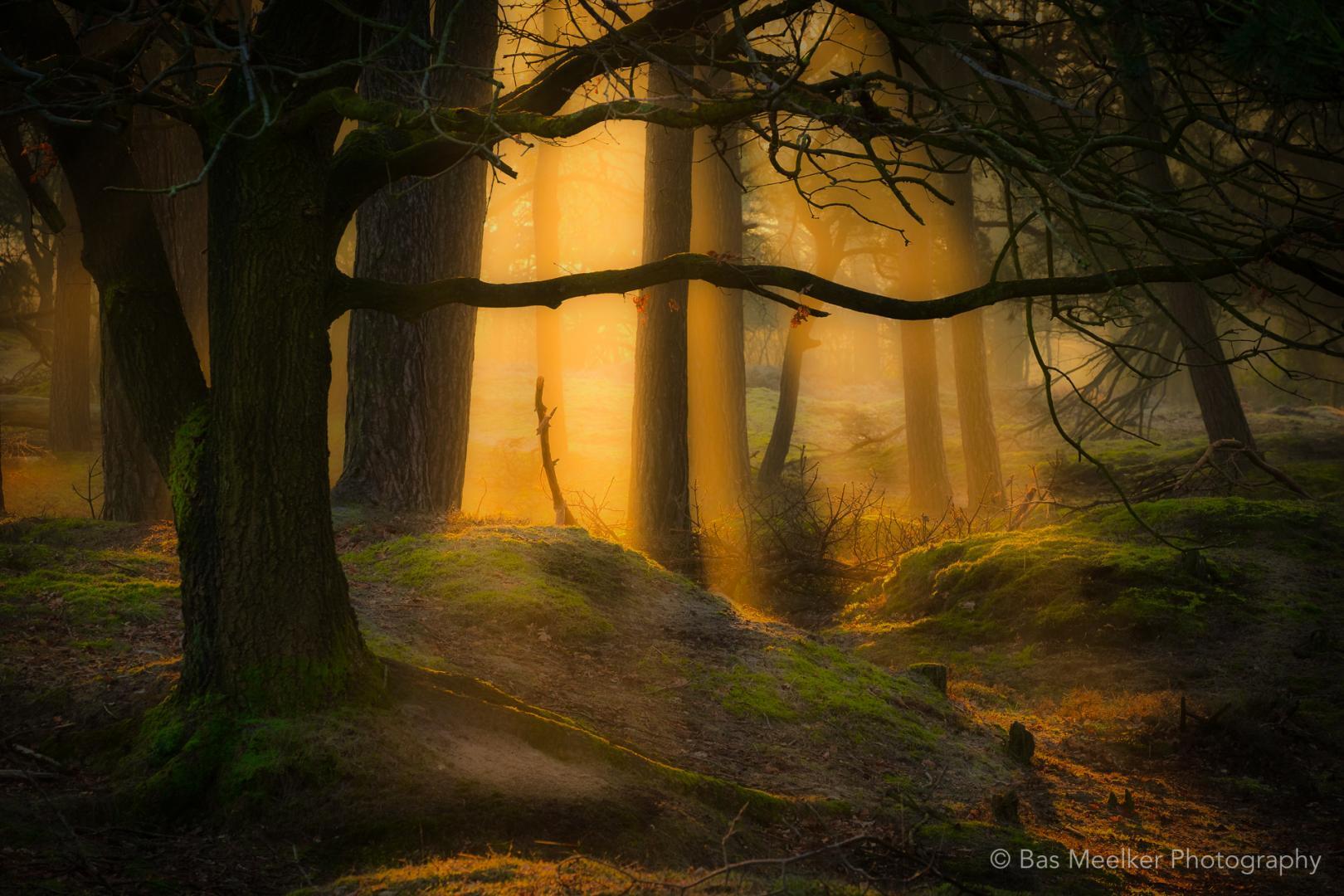 Forest dreams - Gasterse duinen, The Netherlands