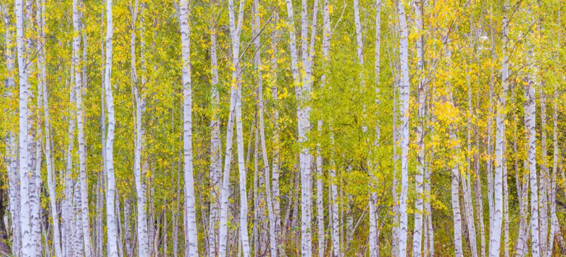 Berkenbomen in herfstkleuren - Dintelse Gorzen, Noord-Brabant