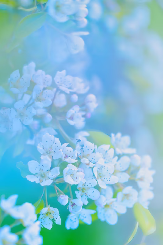 Een macro opname van bloeide bloesem in het voorjaar