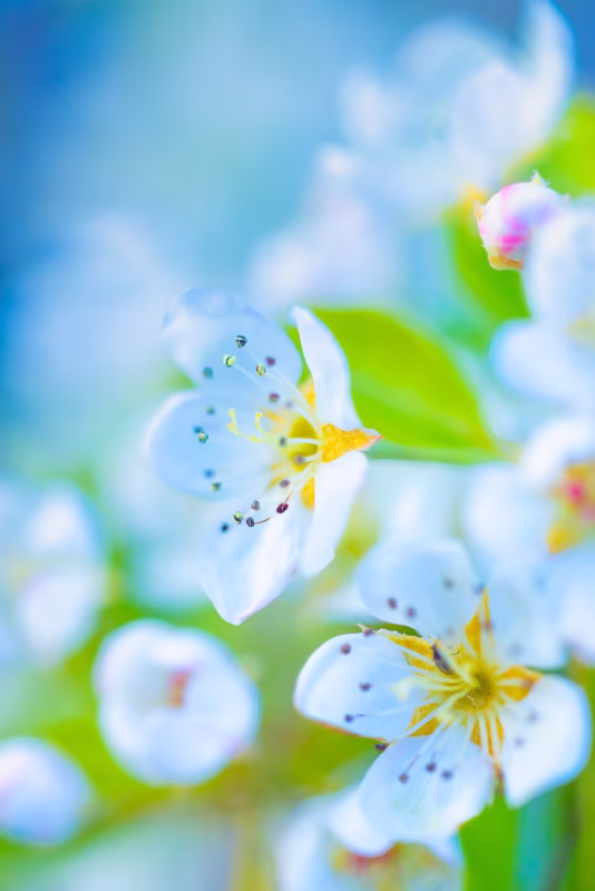 Bloesem van de perenboom in de lente