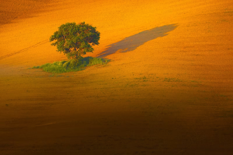 Mooi licht in de ochtend valt op een boom in de heuvels in Toscane, Italië