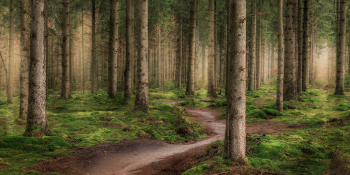 Into the Forest - een bospad leidt naar het licht in een mystiek donker bos bij Gieten in Drenthe
