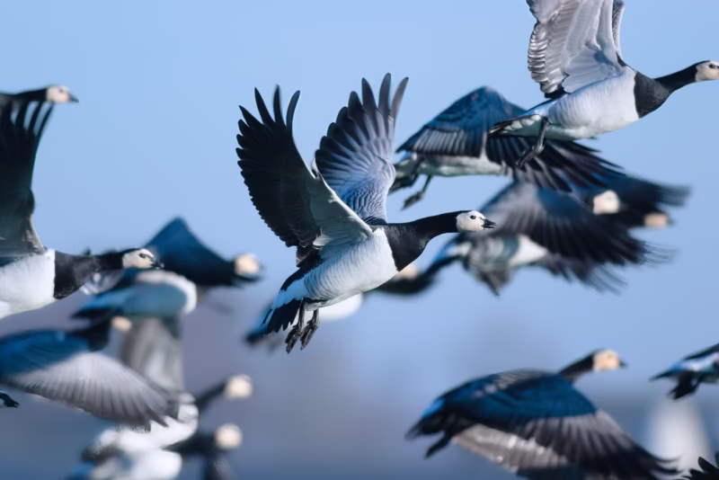 Brandganzen stijgen op bij de Waddenzee