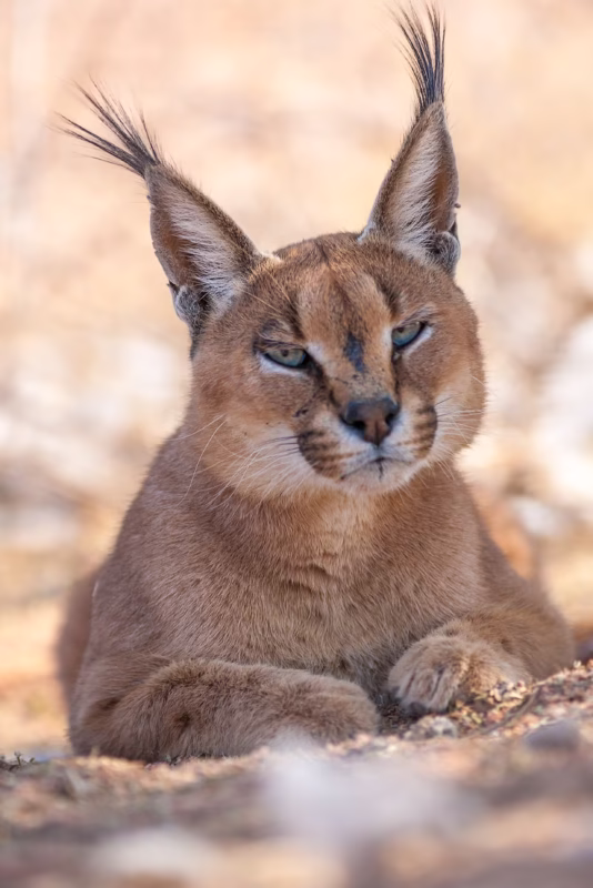 Een Caracal in Namibië