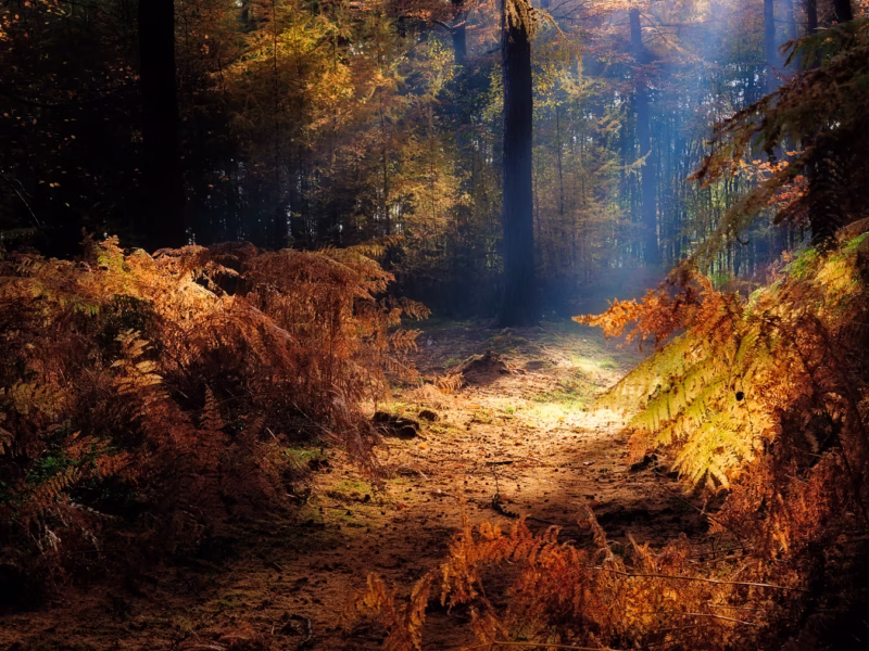 Forest of Gold - De Moeren, The Netherlands