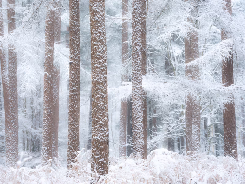Sneeuw bedekt de bomen in het bos in de winter - De Moeren, nederland