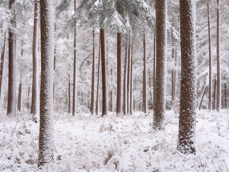 De Moeren Winterlandschap Bos sneeuw 2
