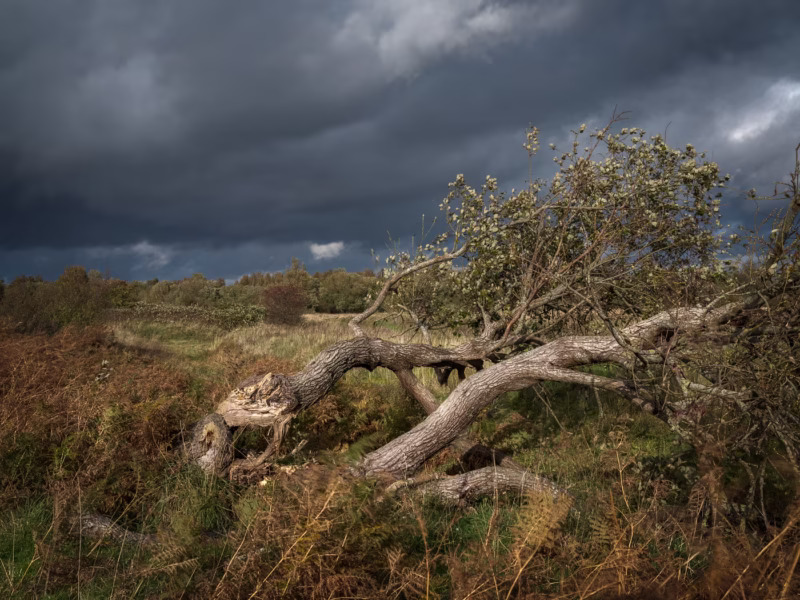Omgewaaide boom in de Dintelse Gorzen na een herfststorm