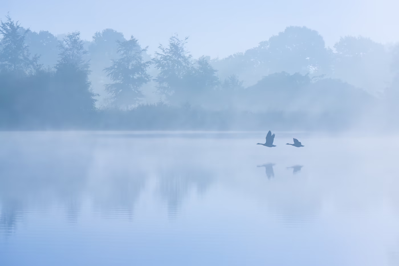Ganzen vliegen over de Dretsche Aa in de mist tijdens een mooie zonsopkomst