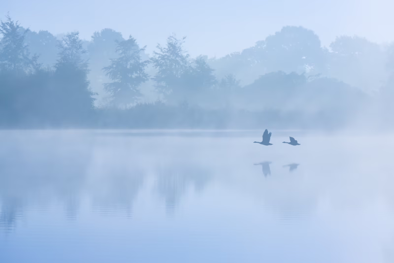 Ganzen vliegen over de Dretsche Aa in de mist tijdens een mooie zonsopkomst