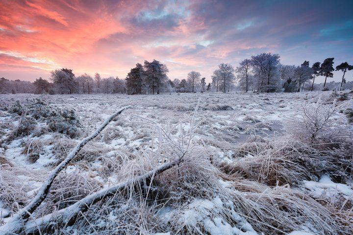 Dwingelderveld Nationaal park in Drenthe in de winter met sneeuw en een mooie avondrode lucht