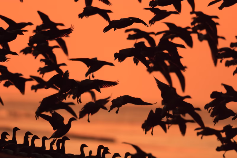 Ganzen landen op de dijk bij de Waddenzee met avondrood op de achtergrond