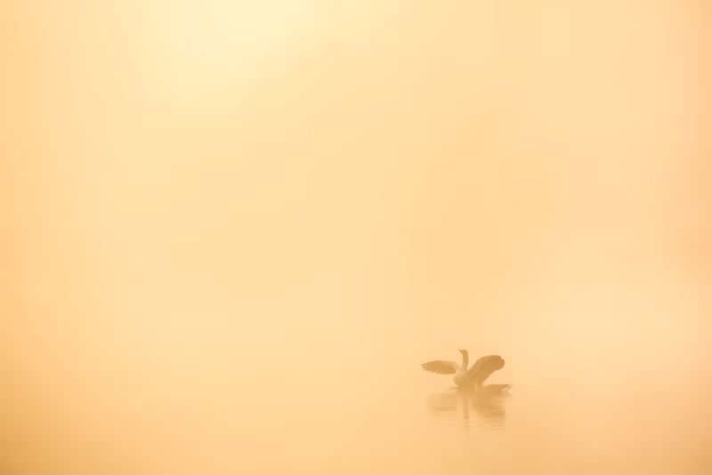 Twee ganzen in de mist op een meer in Drenthe tijdens zonsopkomst