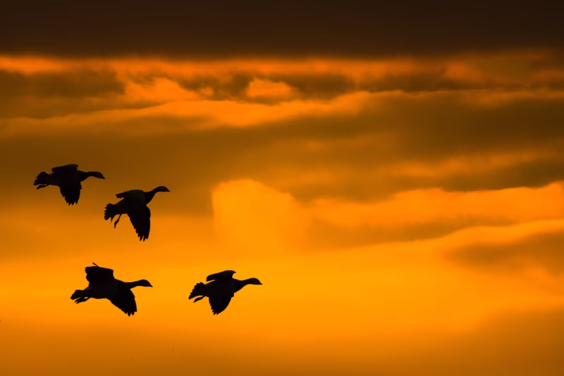Ganzen in vlucht met een gouden zonsondergang en wolkenlucht op de achtergrond bij de Waddenzee
