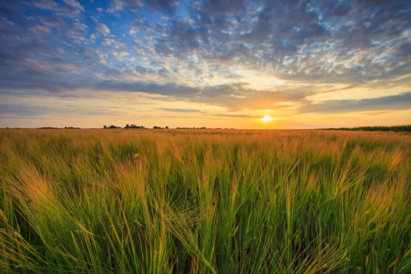 Graanvelden in de zomer tijdens zonsondergang