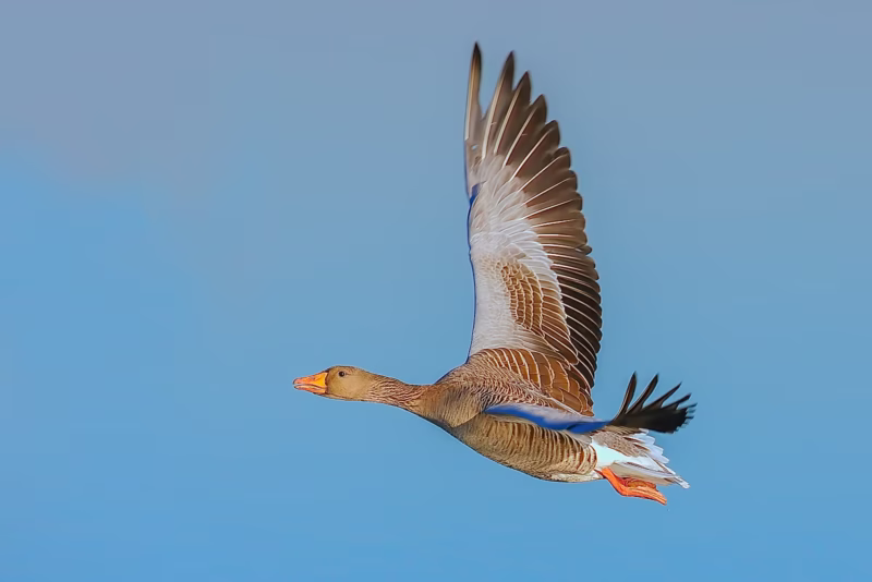 Een Grauwe Gans in vlucht boven de Waddenzee