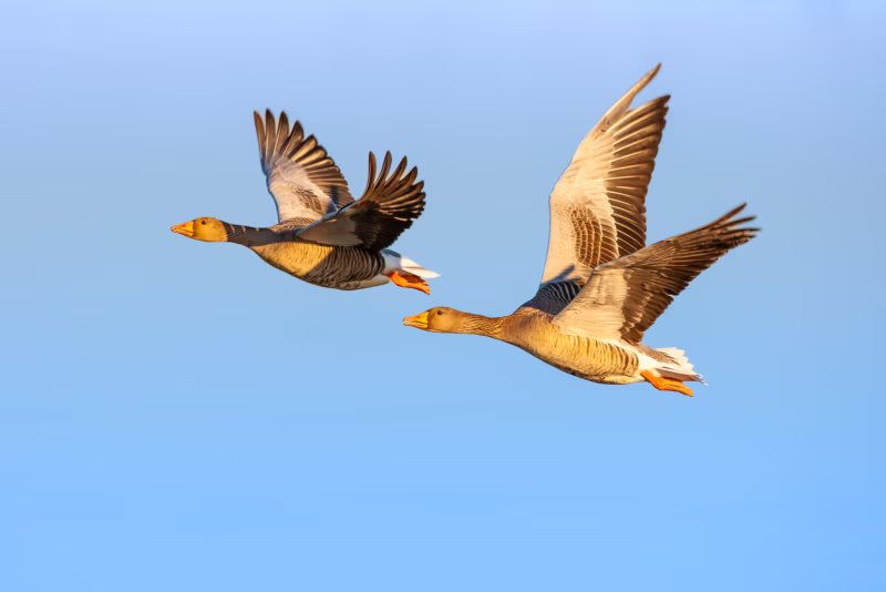 Grauwe Ganzen vliegen voorbij bij de Waddenzee