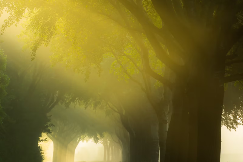 Een mistige ochtend in Groningen in de lente in het bos