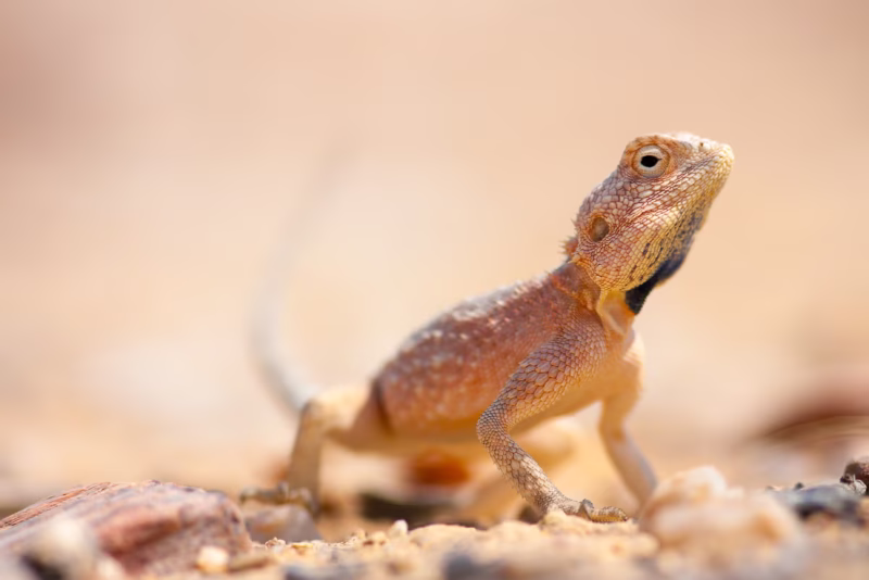 Een grond Agama in Namibië