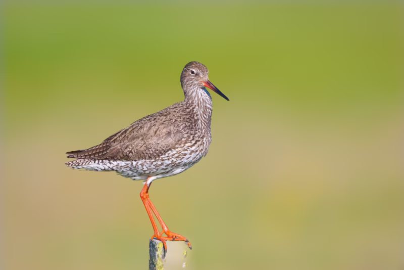 Een Tureluur op een paaltje in de zomer in het Nationaal Park Lauwersmeer