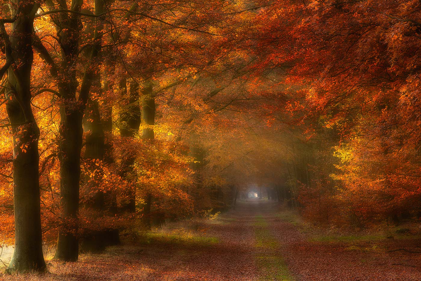 Herfstlandschappen - Felle herfstkleuren in het bos bij Gasselte in Drenthe met mooi licht langs een oude beukenlaan