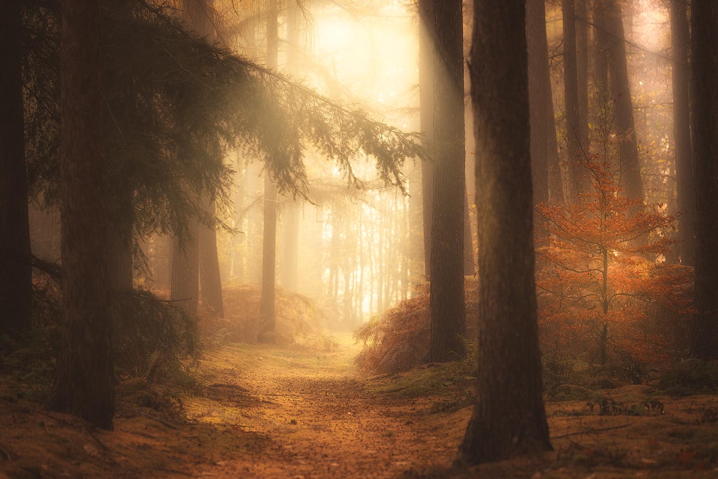 Workshop Herfstlandschappen 24-10-2026 Landgoed de Moeren in Noord Brabant met mooie herfstkleuren op een mistige ochtend