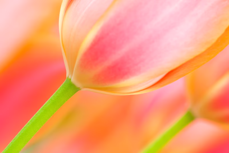 Close-Up van Tulpen in de lente uit Holland