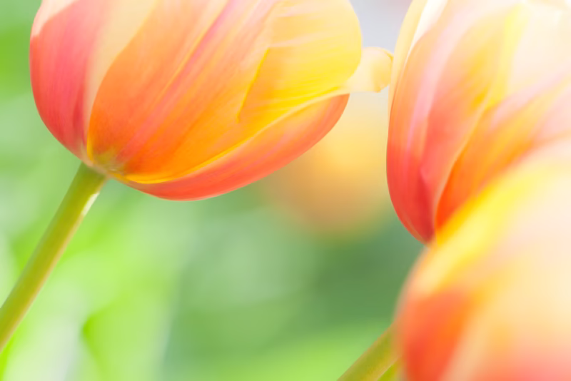 Tulpen in de lente uit Holland