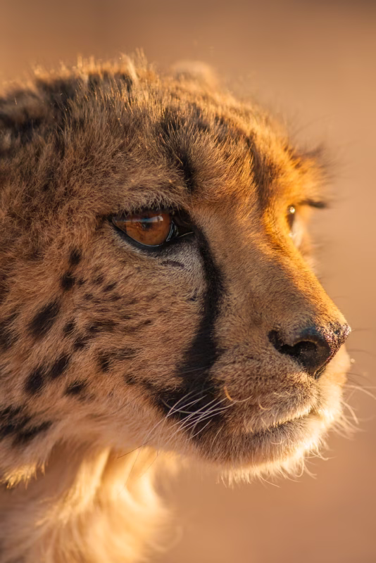 Portret van een Cheetah - Etosha, Namibië
