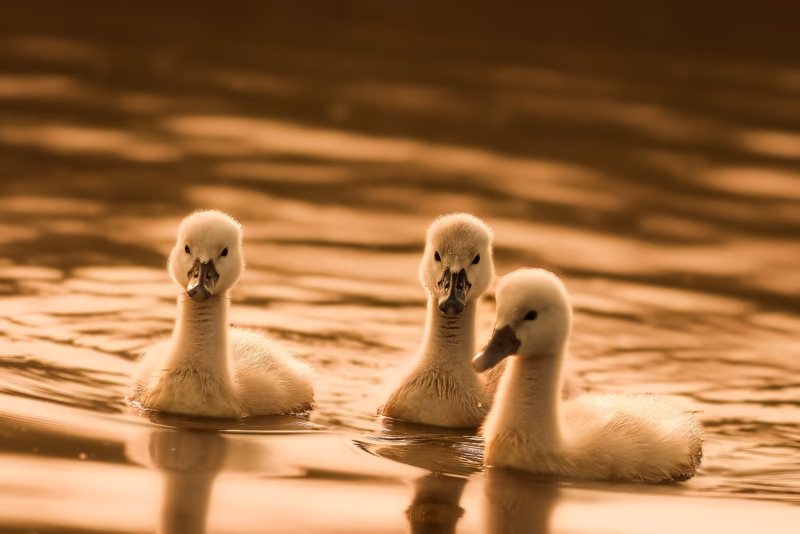Jonge zwanen in de lente met warm zonlicht