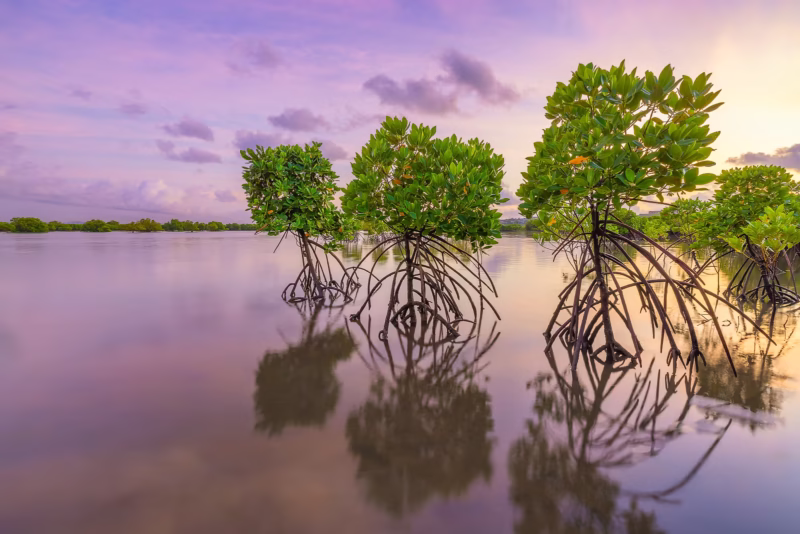 Mangrovebossen - Mombasa, Kenia