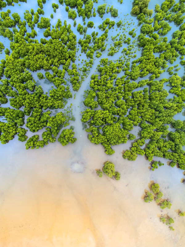 Mangrovebossen voor de kust van Mombasa, Kenia