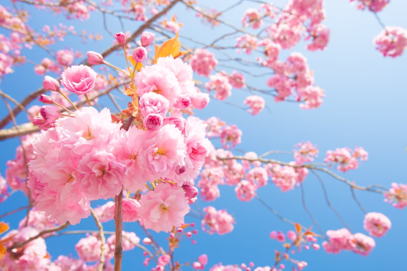 Kersenbloesem in de lente met een mooie blauwe lucht