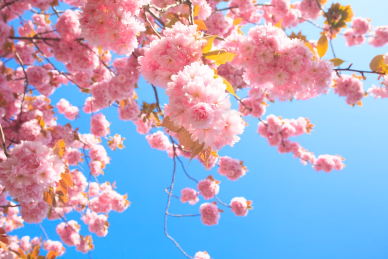 Kersenbloesem in de lente