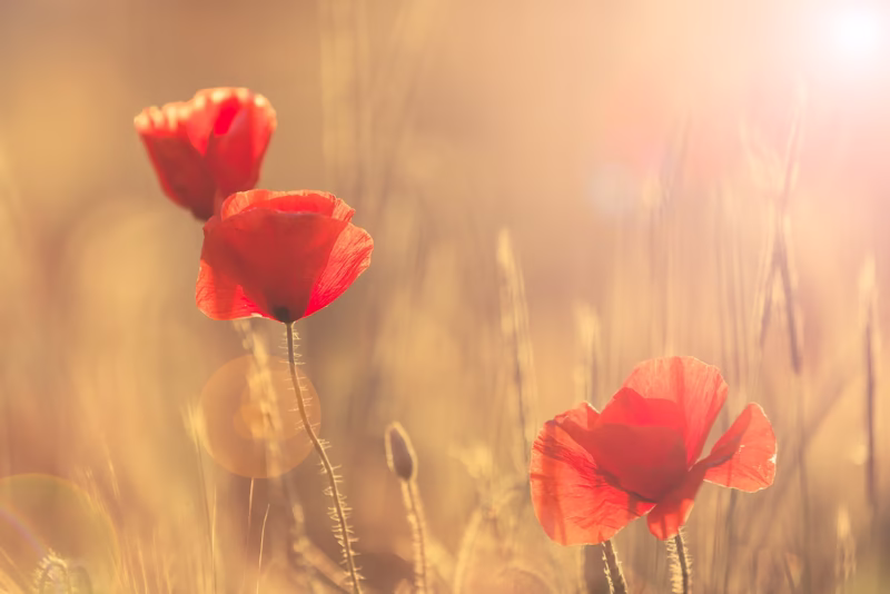 Warm licht op klaprozen in de zomer