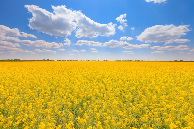 Bloeiend Koolzaadveld in de lente in Groningen