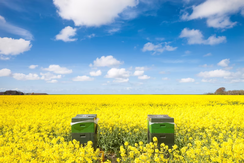 Bijenkasten in een koolzaadveld in de lente in Groningen