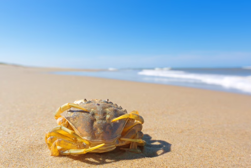 Een krab op het strand van de Noordzee